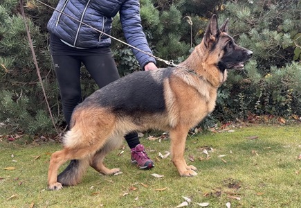 Dixi Bofilari