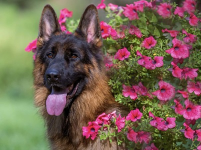 Roberto BOG flowers